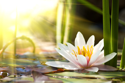 Light pink lotus flower on a pond with light streaming in, illustrating that there is enormous potential for Chinese Traditional Medicine in various areas, offering ways of treating all kinds of diseases.