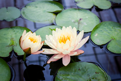 Two yellow lotus flowers on a pond, illustrating the concept that Gestalt therapy can help you overcome depression.