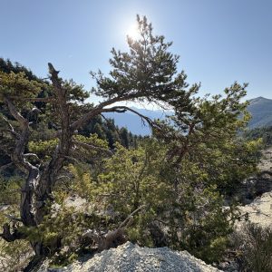 L'autorégulation par le Qi Gong