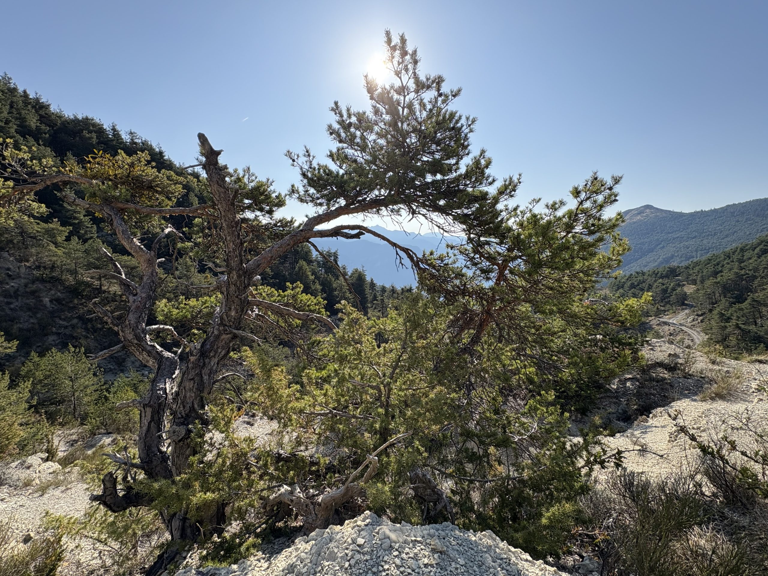 L&rsquo;autorégulation par le Qi Gong